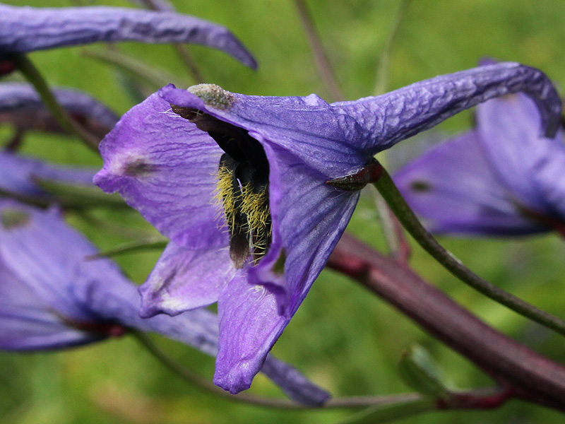 Image of Delphinium dasycarpum specimen.