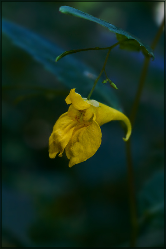 Image of Impatiens noli-tangere specimen.