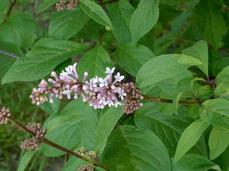 Image of Syringa &times; henryi specimen.