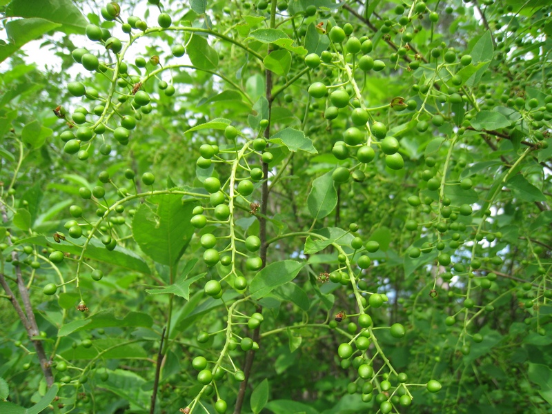 Image of Padus virginiana specimen.