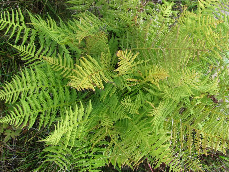 Изображение особи Athyrium filix-femina.