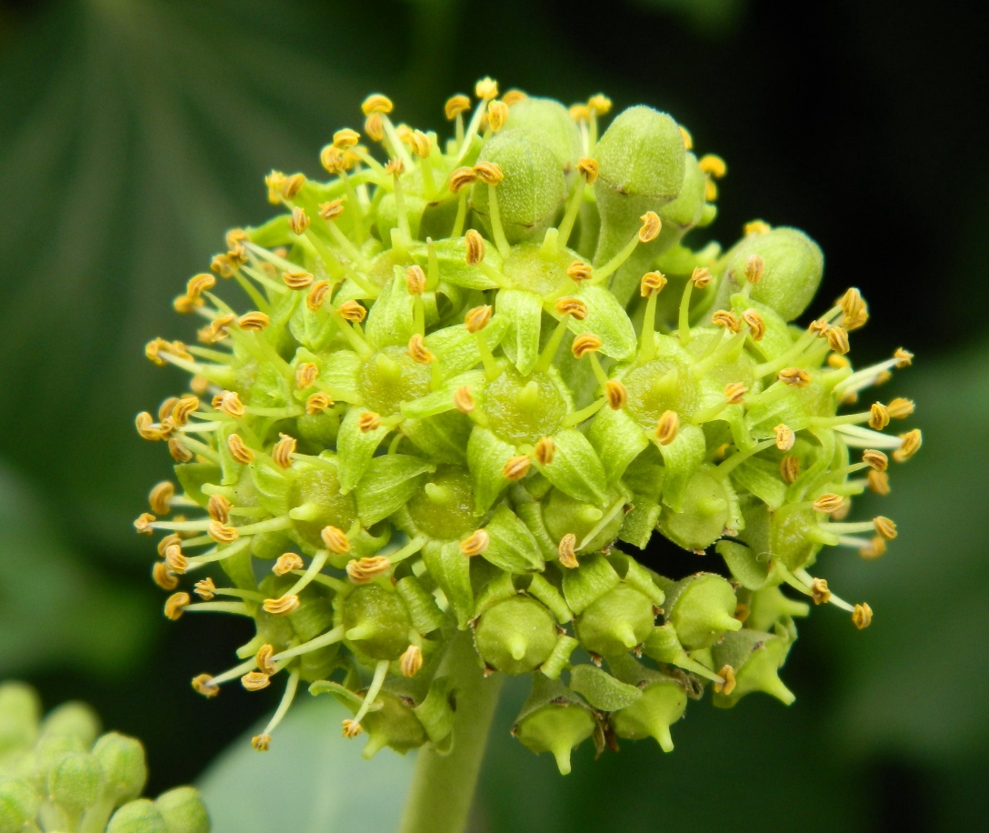 Image of Hedera helix specimen.