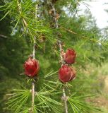 Larix gmelinii. Ветви с шишками. Республика Бурятия, Баунтовский эвенкийский р-н, окр. пос. Северный. 11.07.2013.