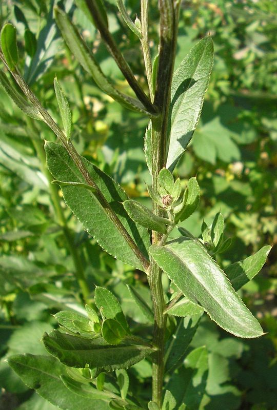 Image of Cirsium setosum specimen.