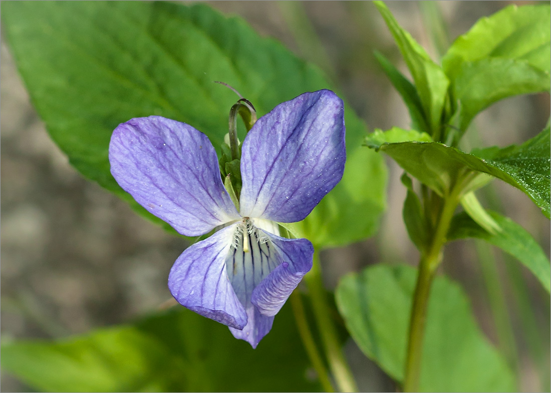 Image of Viola canina specimen.