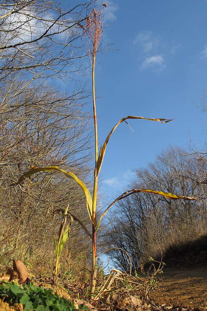 Image of Sorghum saccharatum specimen.