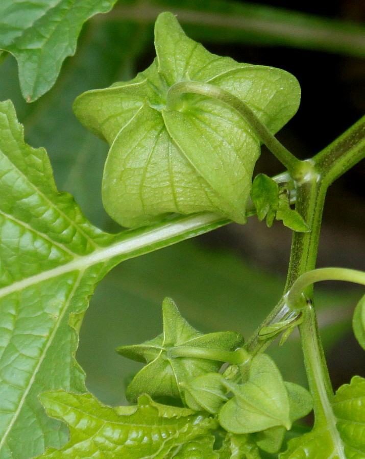 Изображение особи Nicandra physalodes.