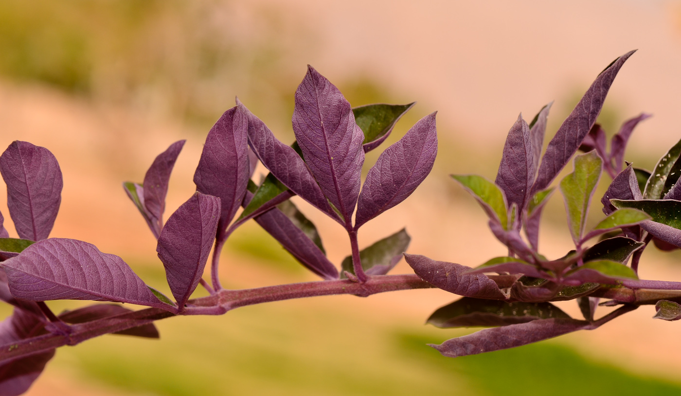 Image of Vitex trifolia var. purpurea specimen.