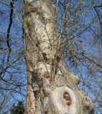 Alnus hirsuta