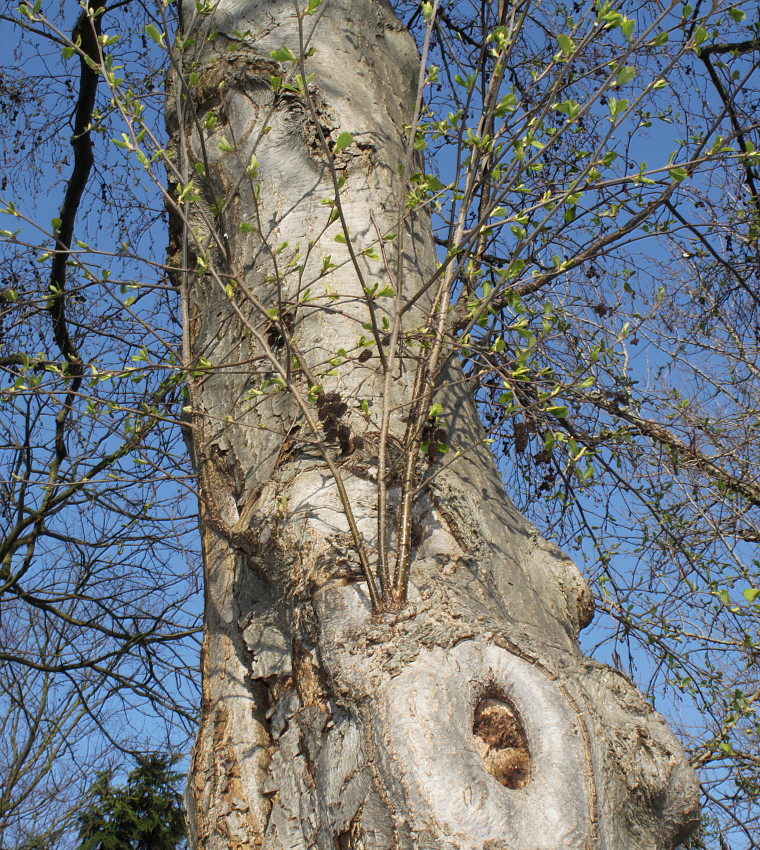 Image of Alnus hirsuta specimen.