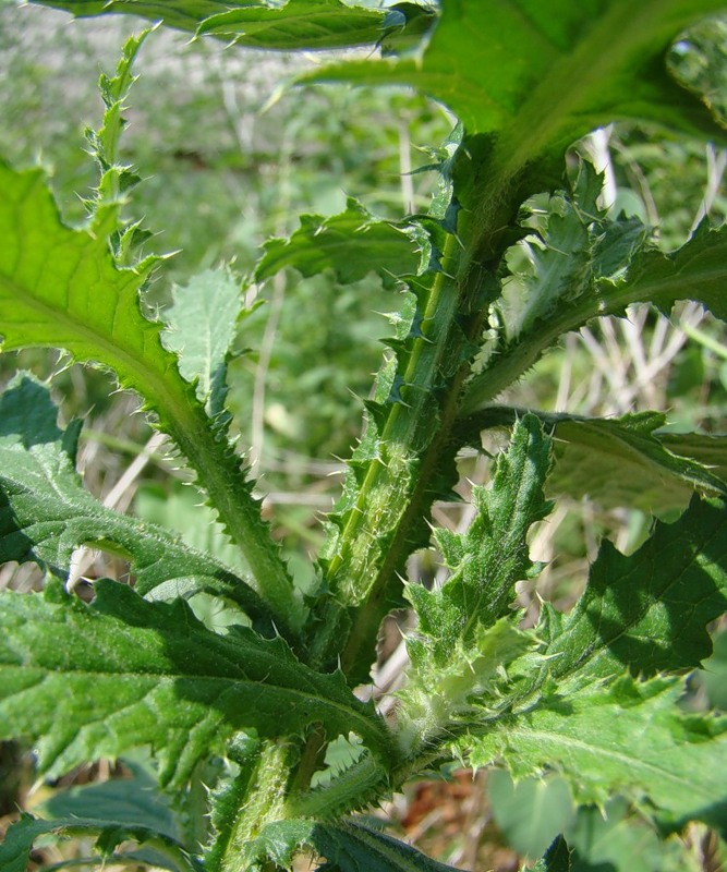 Image of Carduus crispus specimen.