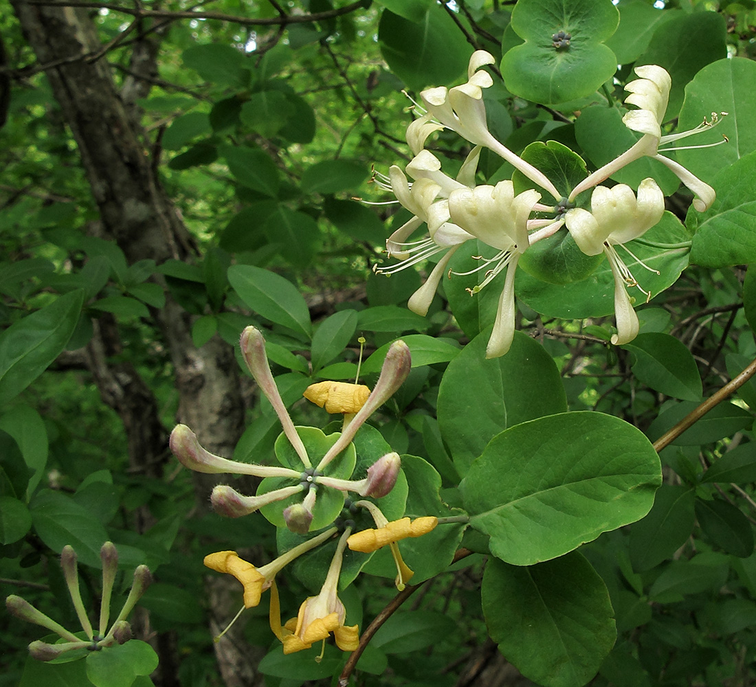 Изображение особи Lonicera caprifolium.