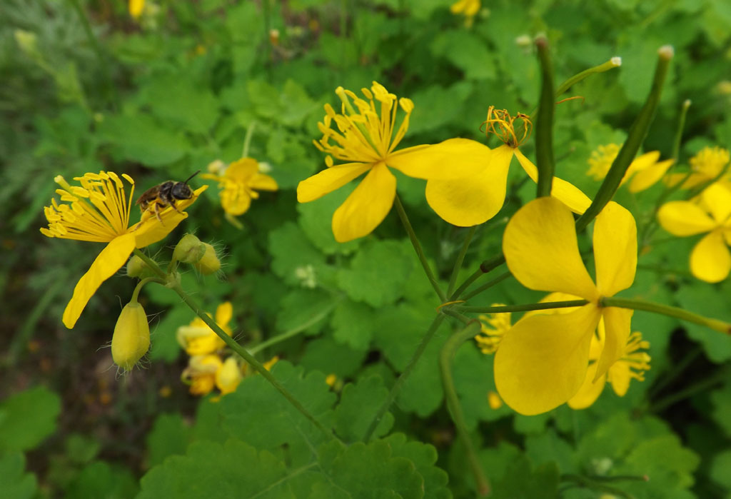 Изображение особи Chelidonium majus.