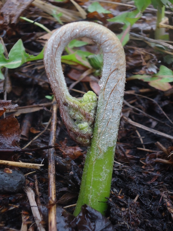 Изображение особи Pteridium japonicum.