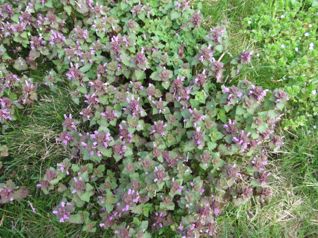 Изображение особи Lamium purpureum.