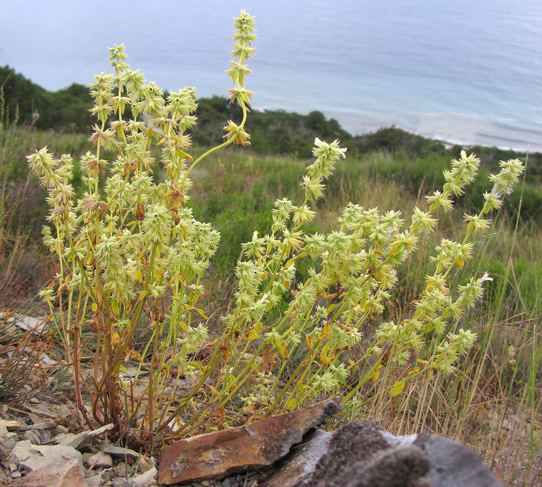 Image of Stachys pubescens specimen.