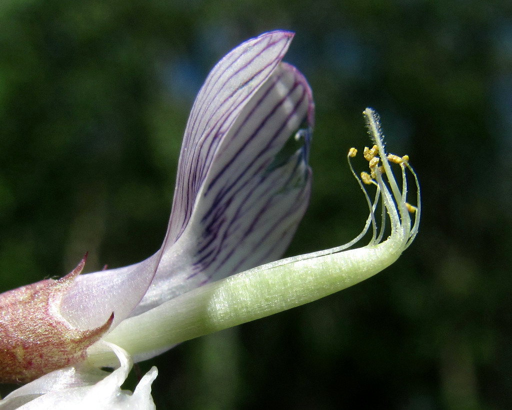 Image of Vicia sylvatica specimen.