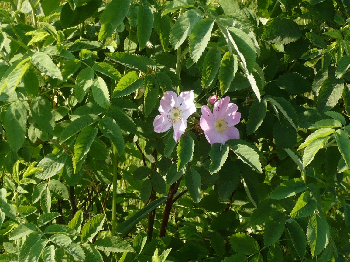 Image of Rosa cinnamomea specimen.