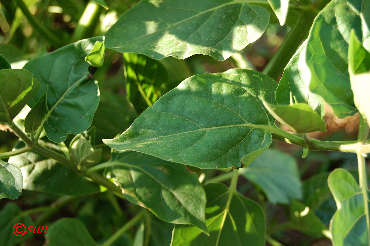 Image of Mirabilis jalapa specimen.