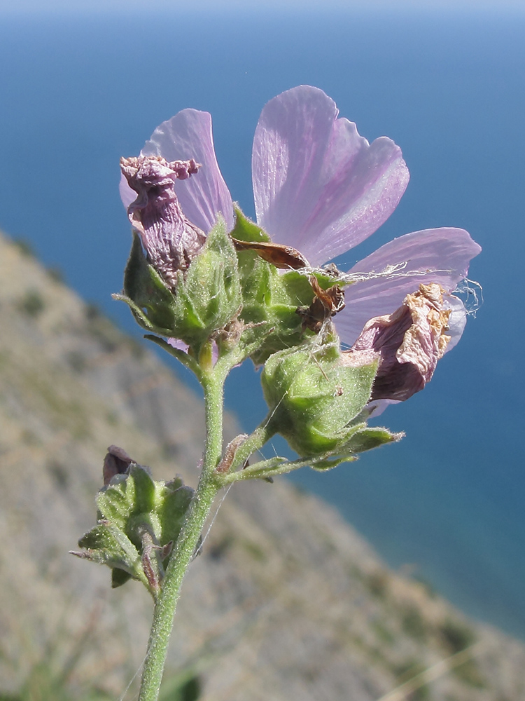 Image of Althaea cannabina specimen.