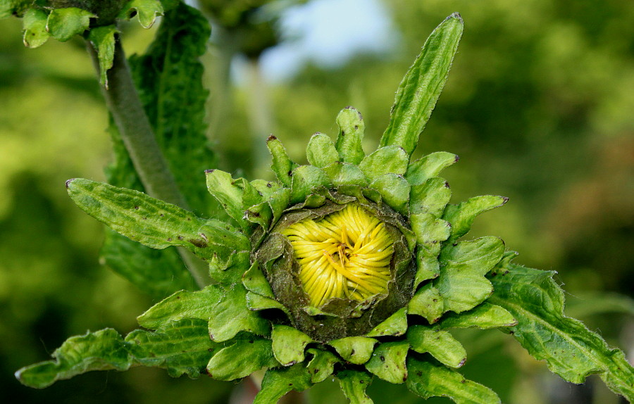 Изображение особи Telekia speciosa.