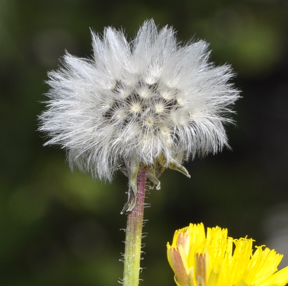 Image of Picris rhagadioloides specimen.