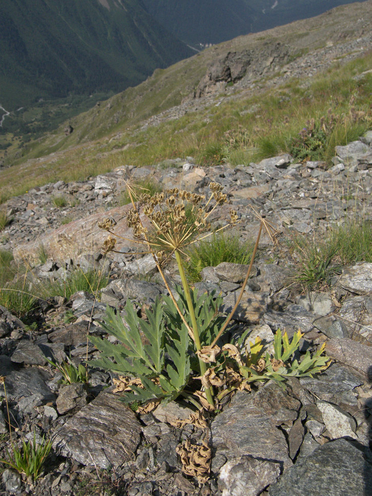 Image of Heracleum freynianum specimen.