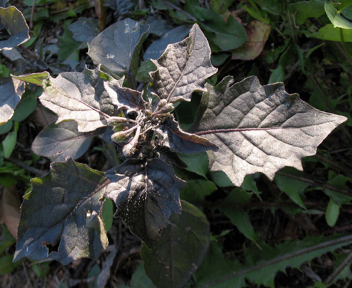 Image of Solanum nigrum specimen.