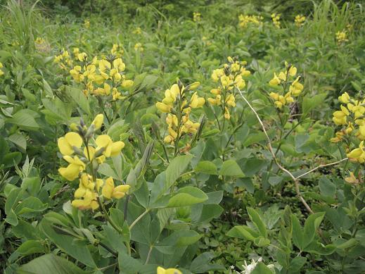 Изображение особи Thermopsis lupinoides.