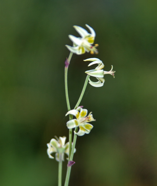 Image of Zigadenus sibiricus specimen.