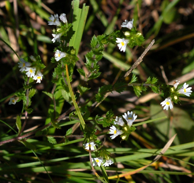 Image of Euphrasia maximowiczii specimen.