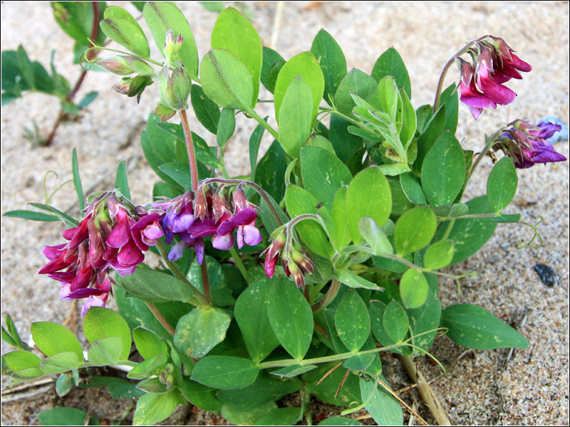 Image of Lathyrus japonicus ssp. maritimus specimen.