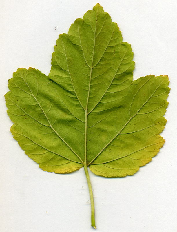 Image of Physocarpus opulifolius specimen.