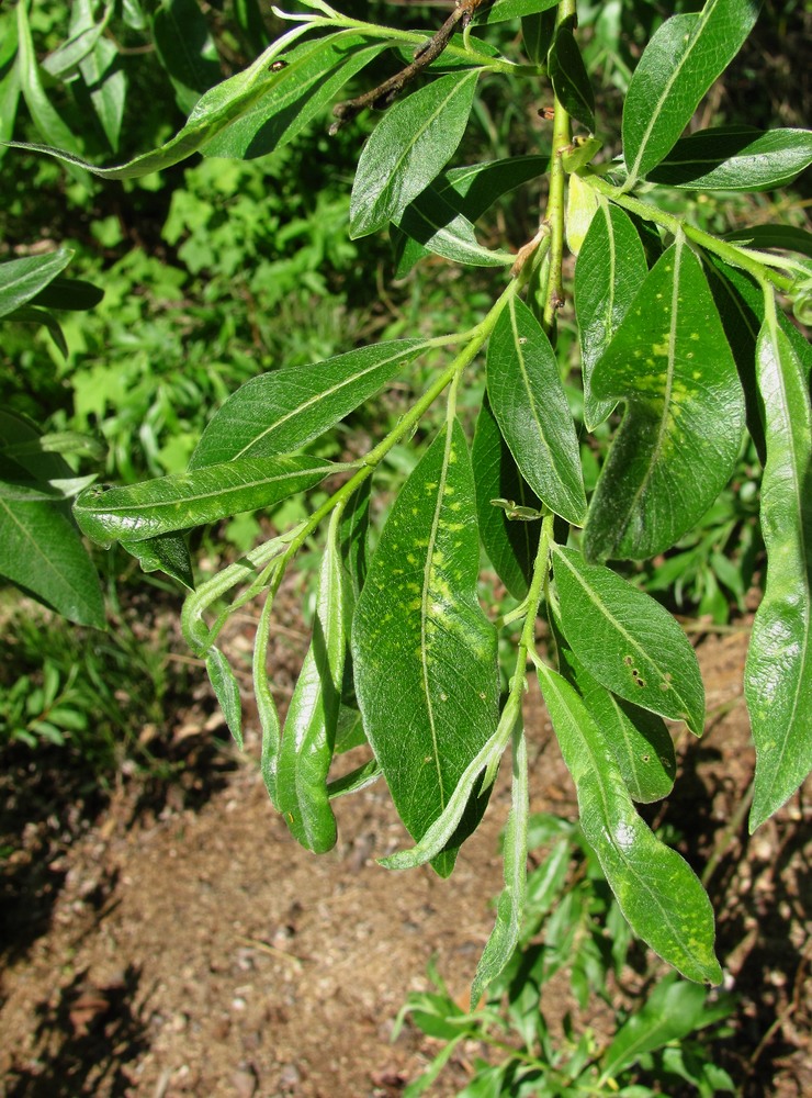 Image of Salix gmelinii specimen.