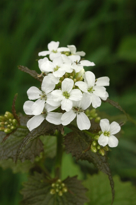 Image of Alliaria petiolata specimen.