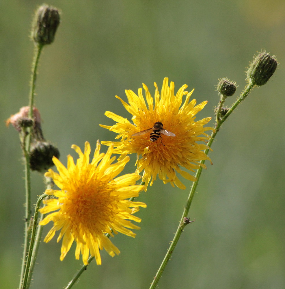 Осот полевой - Sonchus arvensis - Описание таксона - Плантариум