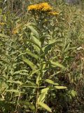 Inula germanica. Цветущее растение. Башкирия, Ишимбайский р-н, гора Тратау. 28.07.2009.