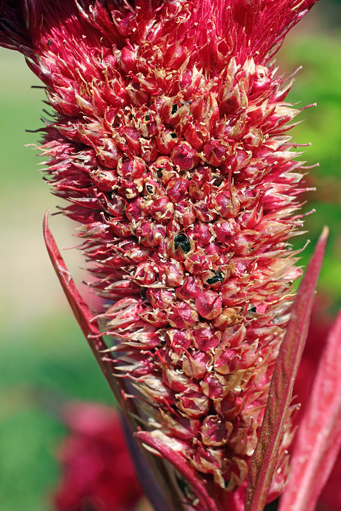 Image of Celosia cristata specimen.