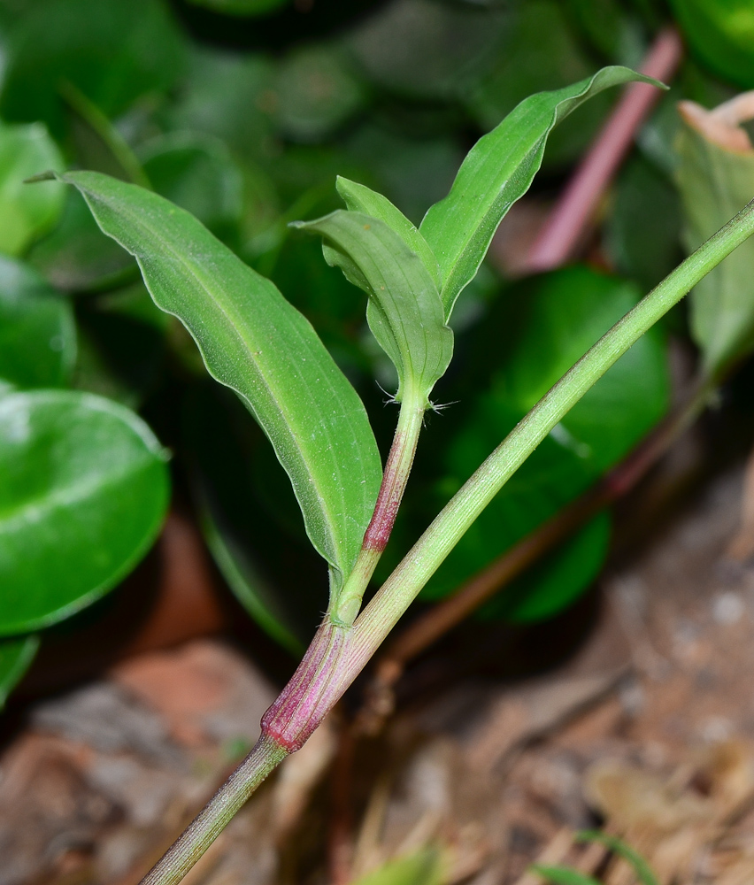 Image of Commelina erecta specimen.