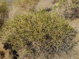 Thamnosma montana. Плодоносящий кустарник. США, Калифорния, Joshua Tree National Park. 19.02.2014.