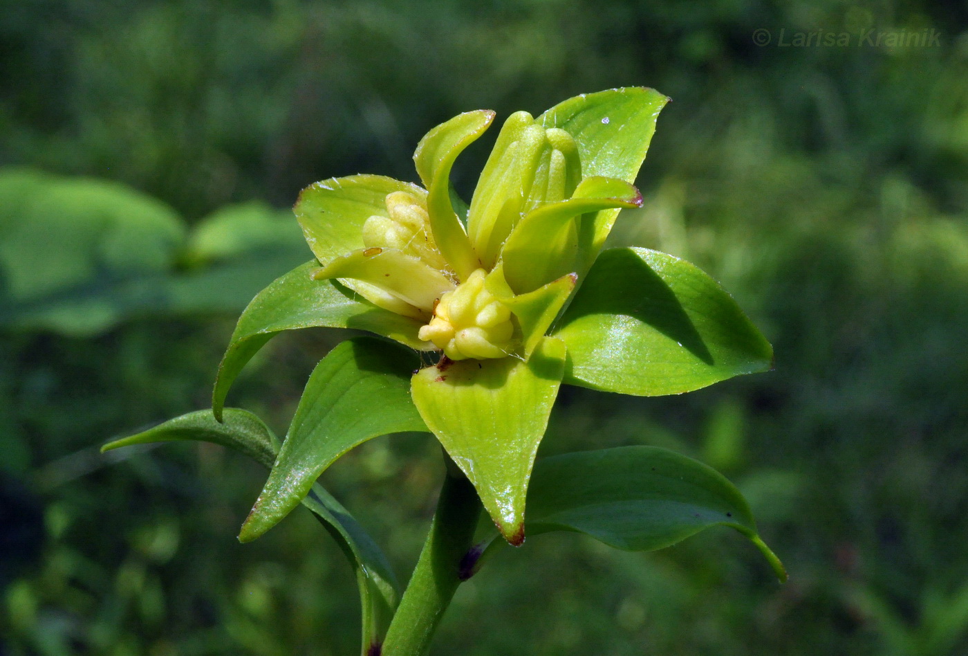 Image of Lilium distichum specimen.