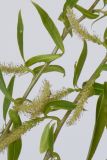 Salix euxina. Ветви с соцветиями. Республика Молдова, пригород Кишинёва. 18 апреля 2009 г.