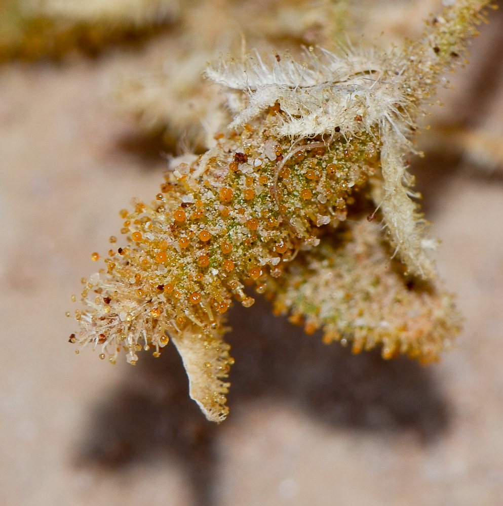 Image of Cleome droserifolia specimen.