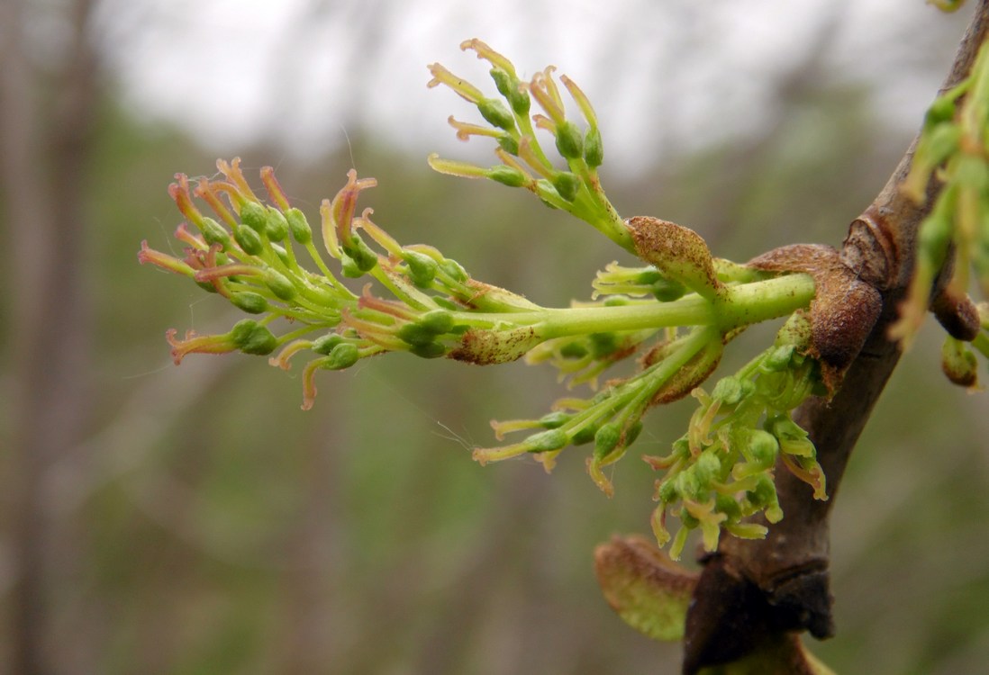 Image of Fraxinus pennsylvanica specimen.