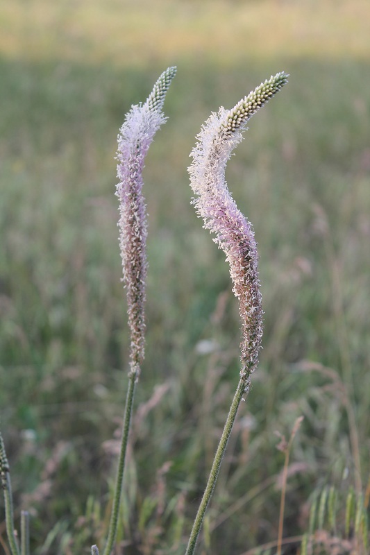 Image of Plantago media specimen.