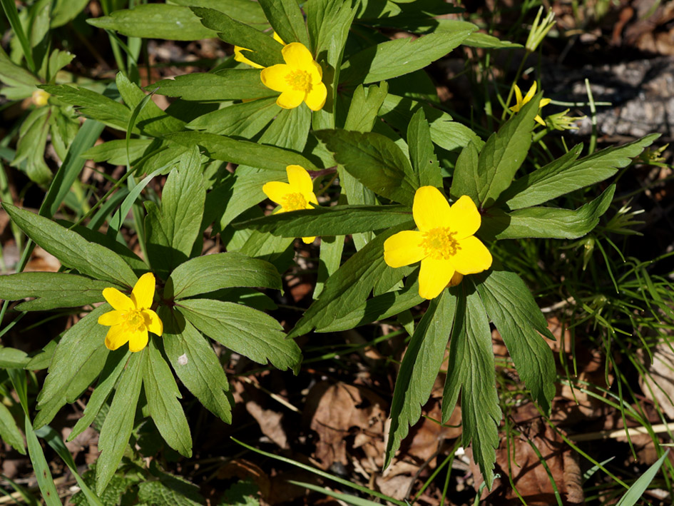 Image of Anemone ranunculoides specimen.