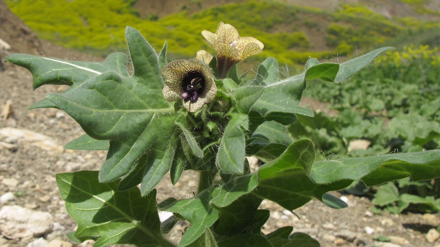 Изображение особи Hyoscyamus niger.