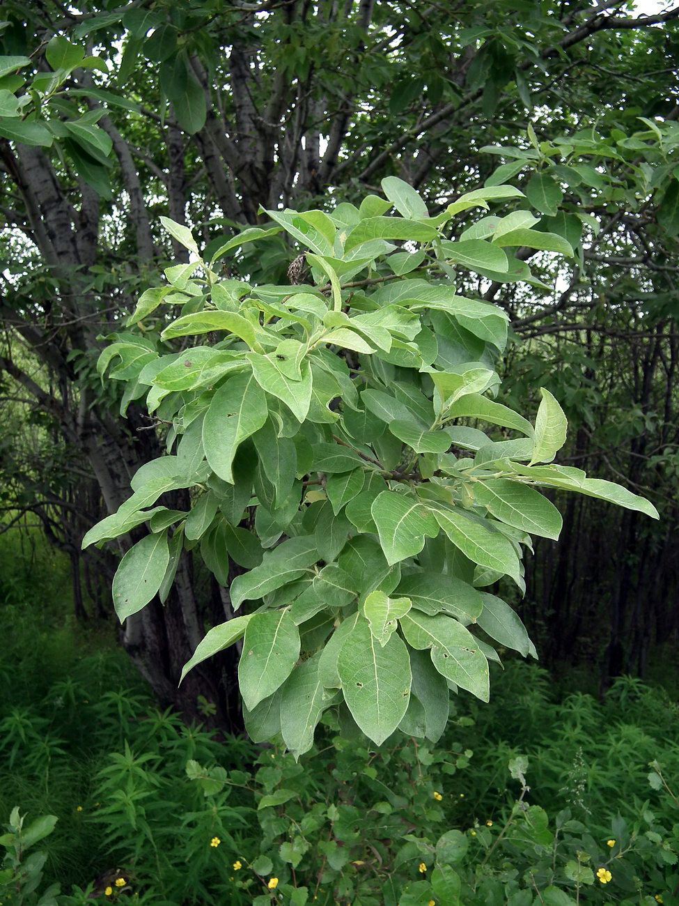 Image of Salix caprea specimen.