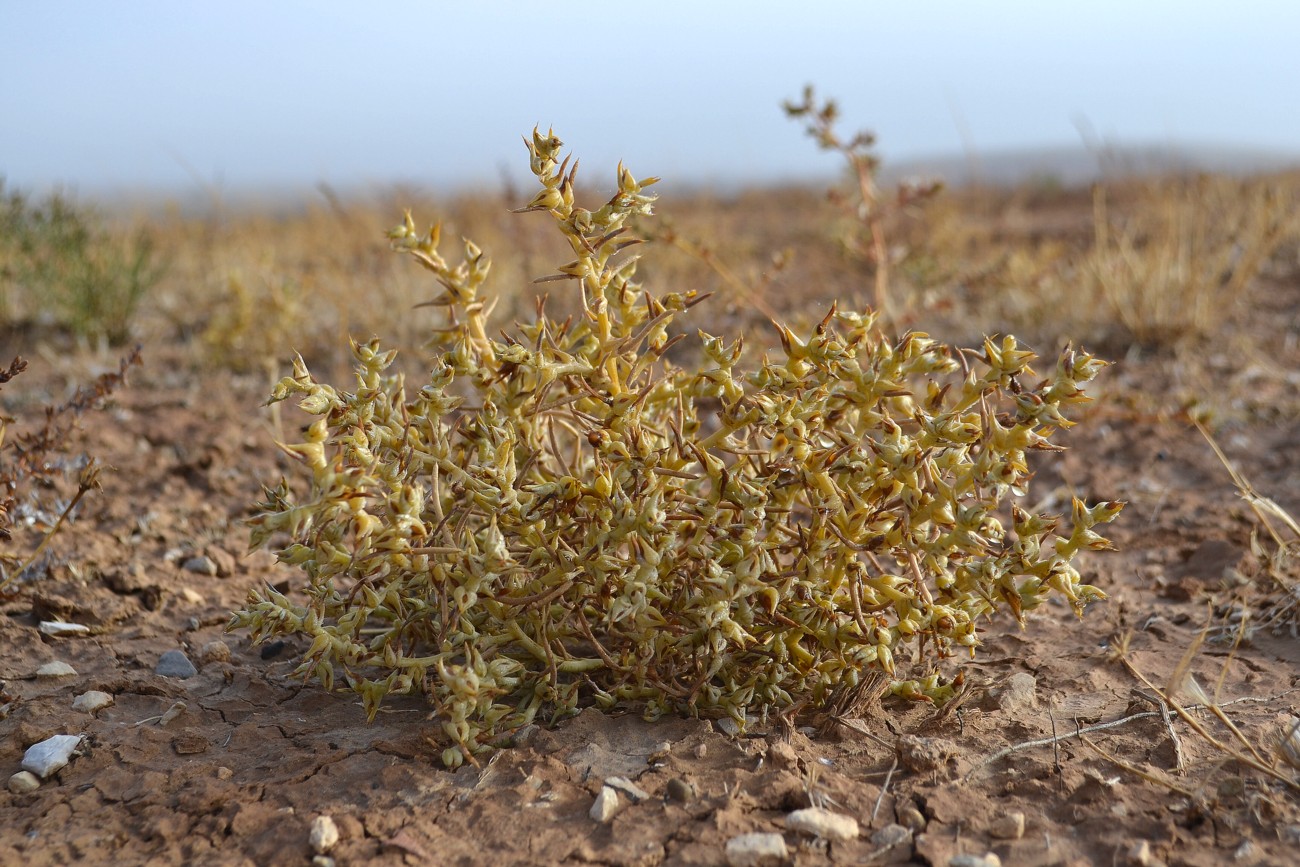 Изображение особи Halimocnemis sclerosperma.