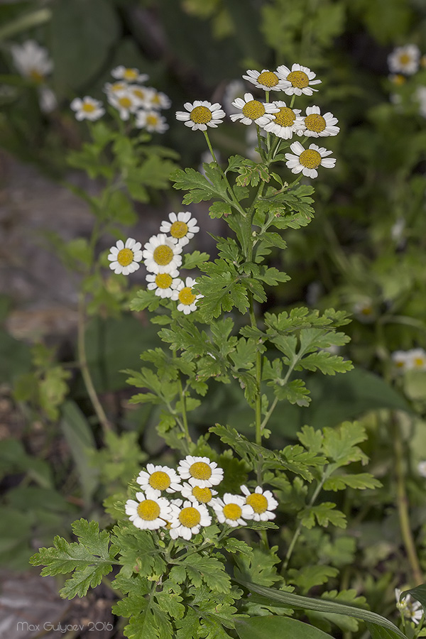 Image of Pyrethrum parthenium specimen.